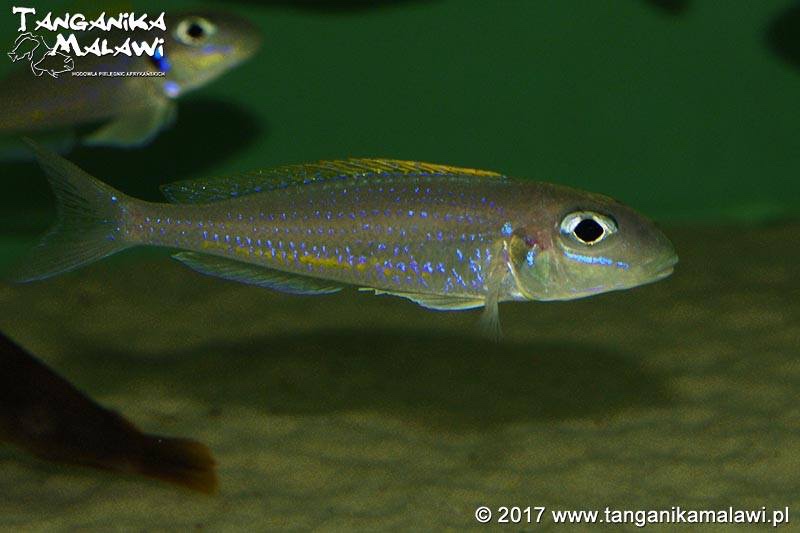 Xenotilapia flavipinnis 'Chituta Bay'